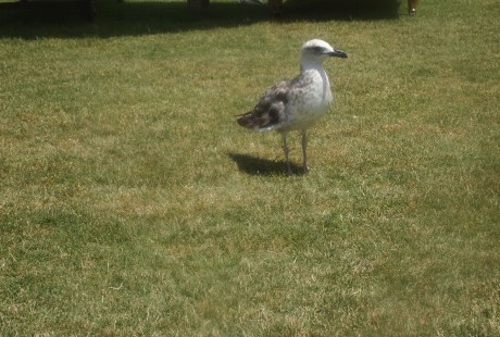 to fly like a bird.xx